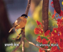 Brahminy Myna