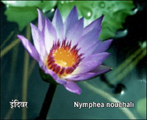 Nymphea nouchali
